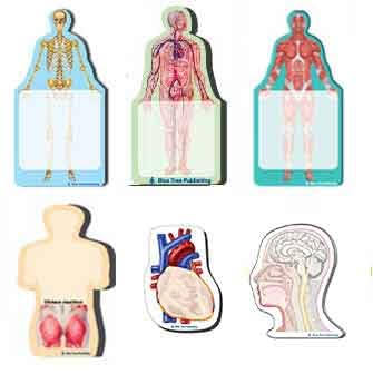 Fun Anatomy Sticky Notes Collection, 6 Pack-100 Sheets Per Pack, Medical Note Pads and Great Gifts.