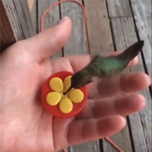 Aroma Trees Handheld Hummingbird Feeders Original Design with Perch—Pack of 2