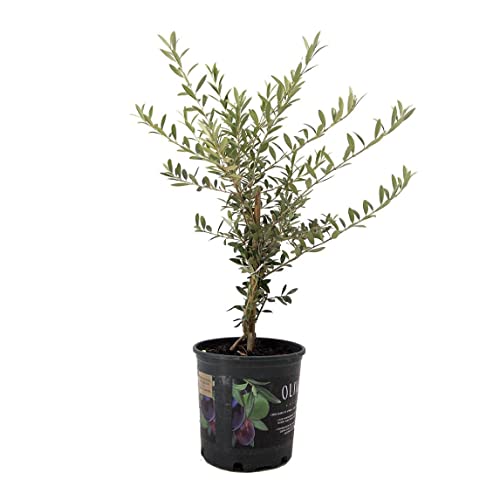 American Plant Exchange Live Arbequina Olive Tree, Fruit Bearing, Plant Pot for Home and Garden Decor, 6' Pot