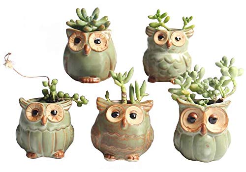SweetLifeIdea 2.5' Tall Ceramic Owl Garden Decor Planters and Pots Set for Flowers and Succulent Plants and Cactus 5pcs (Green)