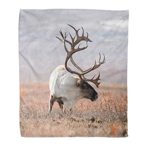 Suike Throw Blanket 60x80 Inches Luxury Flannel Wildlife Big Caribou Alaska Tundra Denali Yukon Alaskan Microfiber Print Soft Cozy Warm Wrinkle Resistant Couch Bed Throws Sofa