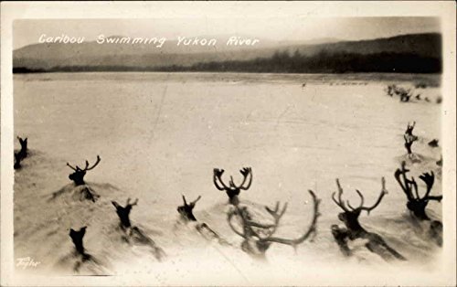 Caribou swimming the Yukon River Other Animals Original Antique Postcard