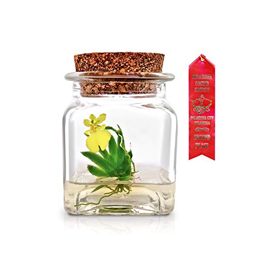 Award Winning, Maintenance Free Orchid Terrarium - Psygmorchis Pusilla - Miniature, No Green Thumb Necessary, Great for Work, Home, Unique Gift.