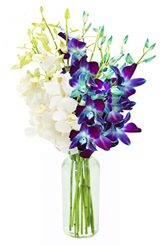 KaBloom PRIME NEXT DAY DELIVERY - Summer Collection - Tropics Bouquet of Blue and White Orchid with Vase.Gift for Birthday, Anniversary, Thank You, Valentine, Mother’s Day Fresh Flowers