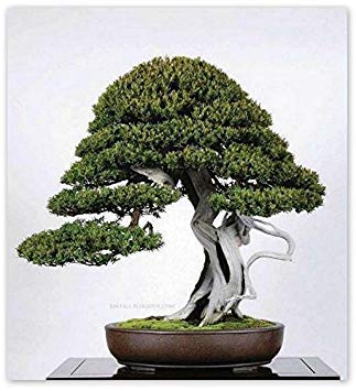 15 Seeds Taxus Cuspidata (Japanese Yew Seeds) Bonsai Tree