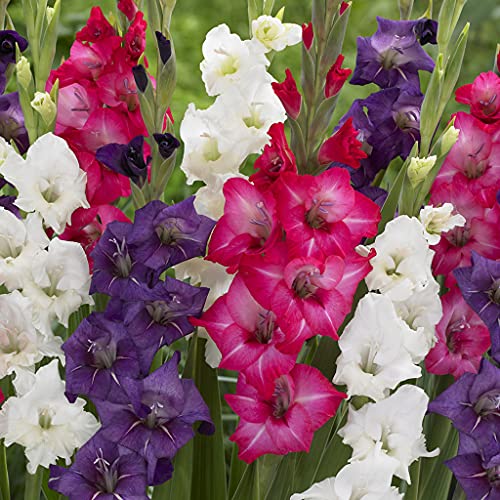 Van Zyverden Gladiolus - Tropical Passion Blend - Set of 25 Bulbs, White, Blue, Pink