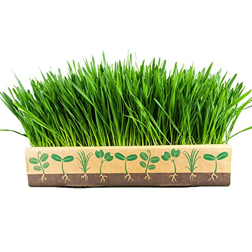 Wheatgrass Box By Home Greens - All in One Kit to Grow Your Own Wheatgrass