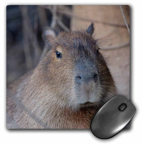 3dRose Brazil, Mato Grosso, The Pantanal, Capybara Mouse Pad (mp_258361_1)