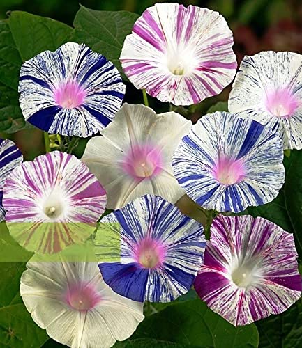 SeedsUP - 50+ Morning Glory Harlequin - Flower Mix