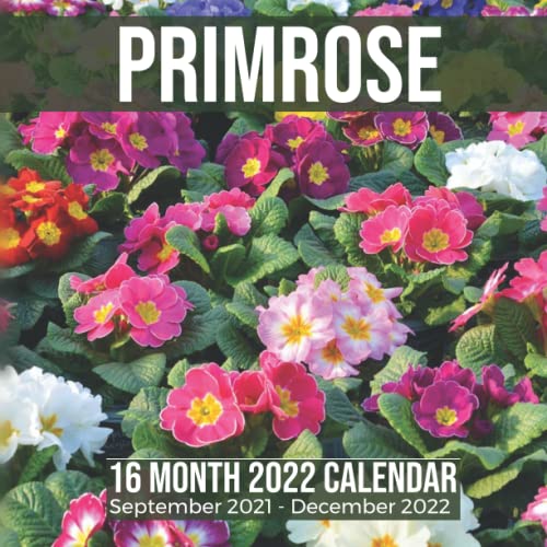 Primrose 16 Month 2022 Calendar September 2021-December 2022: Garden Flower Plant Square Photo Date Book Monthly Pages 8.5 x 8.5 Inch