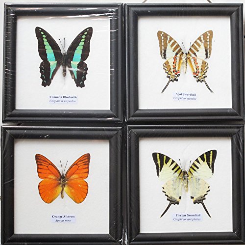 REAL MIXS 4 BUTTERFLIES DISPLAY INSECT TAXIDERMY IN FRAMED FOR COLLECTIBLES