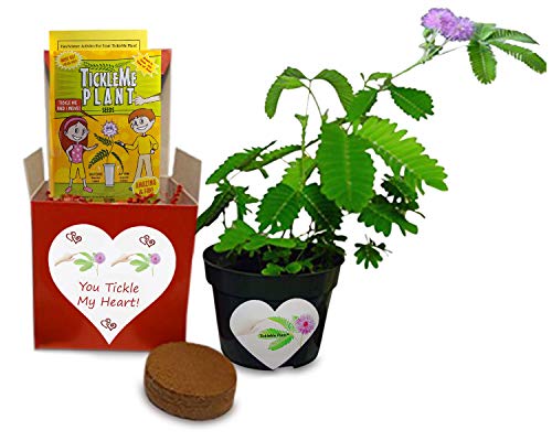 TickleMe Plant Gift Kit You Tickle My Heart - Grow The Unique House Plant That Closes its Leaves When Tickled or Kissed! Complete Grow Kit. Adult Plant can Even Produce Sparking Pink Flowers!