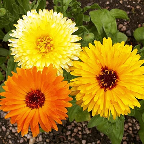 RAISE ME UP: Seeds Calendula Mix Pot Marigolds Annual Flowers