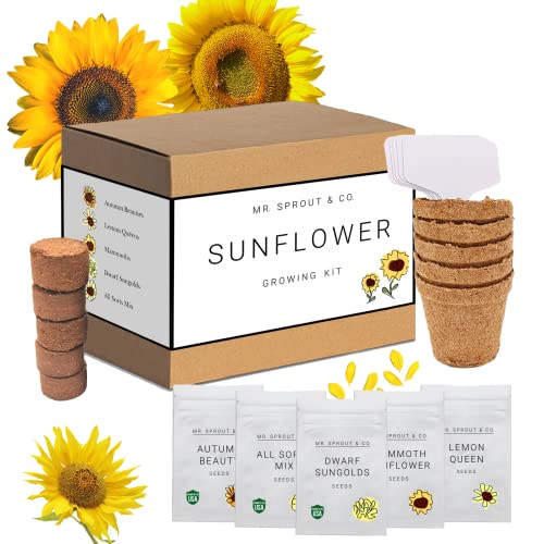 Sunflower Seed Starter Kit - Flower Seeds for Planting an Indoor Garden Kit | Starting Indoor Gardening Grow Kit with Plant Soil Mix | Growing Jumbo Sunflower Seeds To Plants Indoors - By Mr Sprout