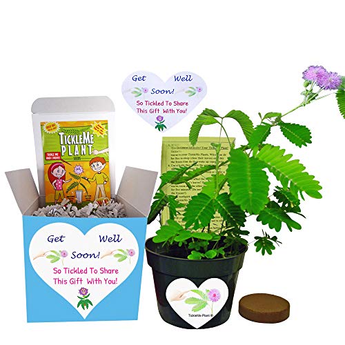 Get Well Gift Plant - TickleMe Plant Gift Box Set - Grow The Plant That Closes its Leaves When You Tickle It or Blow it a Kiss. It Also Grows Pink Cotton Candy Like Flowers. Sure to Make Them Smile.