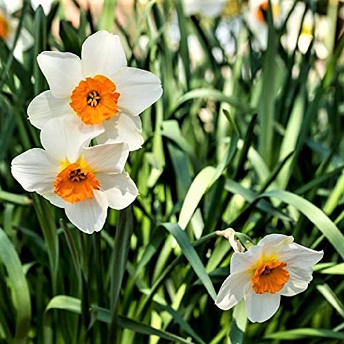 Dreamsicle Daffodil Bulbs - Pack of 5 Bulbs - Pure White Petals Surround a Brilliant red-Orange Cup - Country Creek LLC