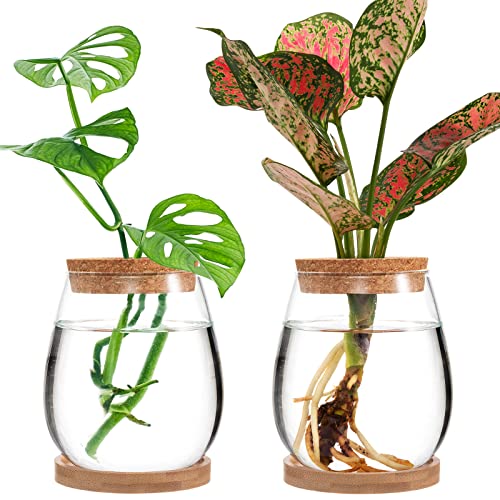Plants Propagation Station - Desktop Plant Terrarium Glass Hydroponic Vases Water Plant Propagating Jars Gardening Gifts for Women Mom Plant Lovers (2Pcs, Separated Style)