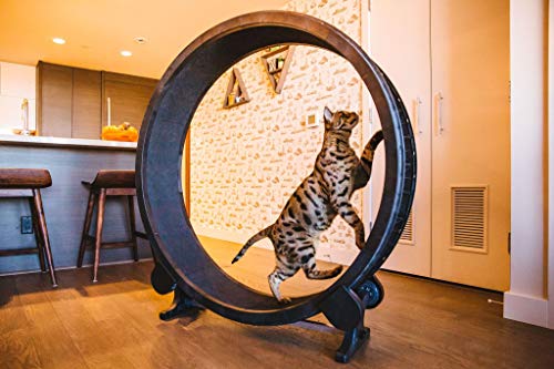 One Fast Cat Exercise Wheel - Black