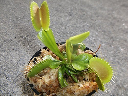 Large Size King Henry Giant Venus Flytrap (Fly Trap) Carnivorous Plant with 3 inch pot