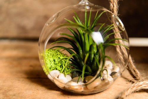Hinterland Trading Air Plant Tillandsia Bromeliads Terrarium Kit with Pebbles and Moss Great Little Houseplant