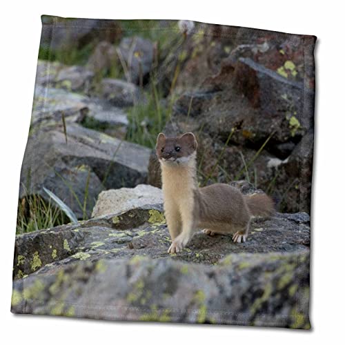 3dRose 11x12 Wash Cloth for Face and Body - USA, Colorado, American Basin, Weasel Hunting Among The Rocky Fields. Weasels