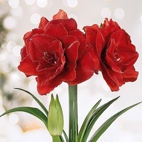 Garden State Bulb Red Double Amaryllis Flower Bulb, 26/28cm, Holiday Blooms! (Bag of 1)