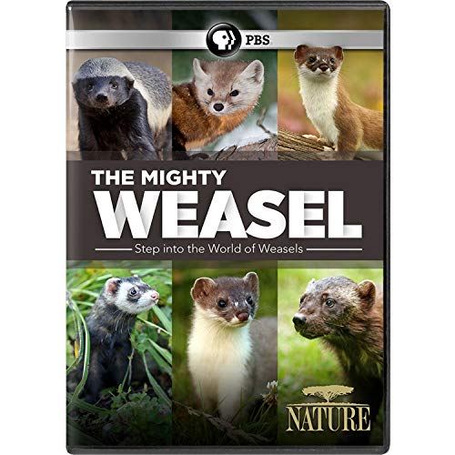 NATURE: The Mighty Weasel