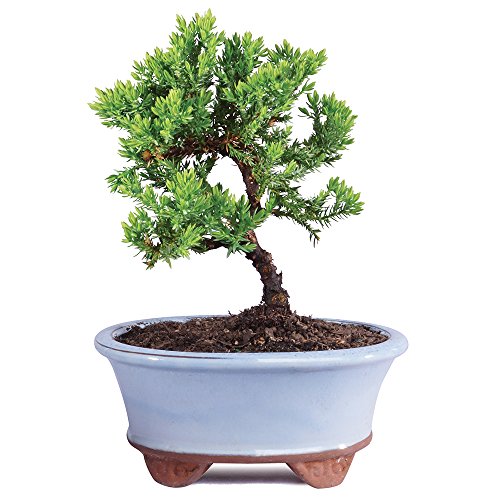 Brussel's Live Green Mound Juniper Outdoor Bonsai Tree - 3 Years Old; 4' to 6' Tall with Decorative Container - Not Sold in California