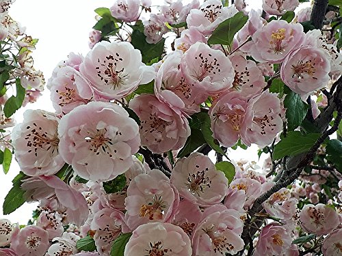 20 English Hawthorn Tree Edible Fruit Flower Mayflower Crataegus Laevigata Seeds