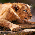 CC Attribution No Derivatives - Tambako - Lion Pounce