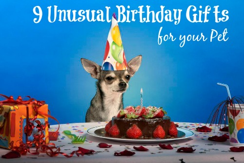 9 Unusual Birthday Gifts For Your Pet Unique Gifter