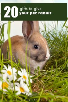 20 Gifts for Your Pet Rabbit