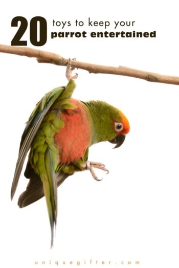 20 Toys to Keep Your Parrot Entertained