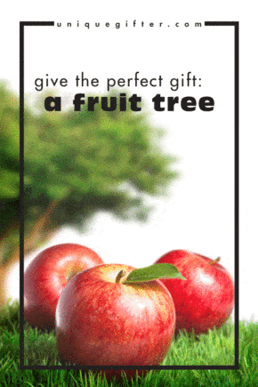 A fruit tree makes a perfect gift because it keeps on giving. It grows, it yields, it teaches lessons and it's a living, breathing gift. I love this idea! It would be a perfect anniversary gift, or a birthday gift for my daughter. It's a green gift, it's eco-friendly (of course!), it's natural and it could even be organic. Perfect!