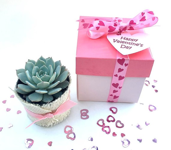 Valentine’s Day Succulent gift box