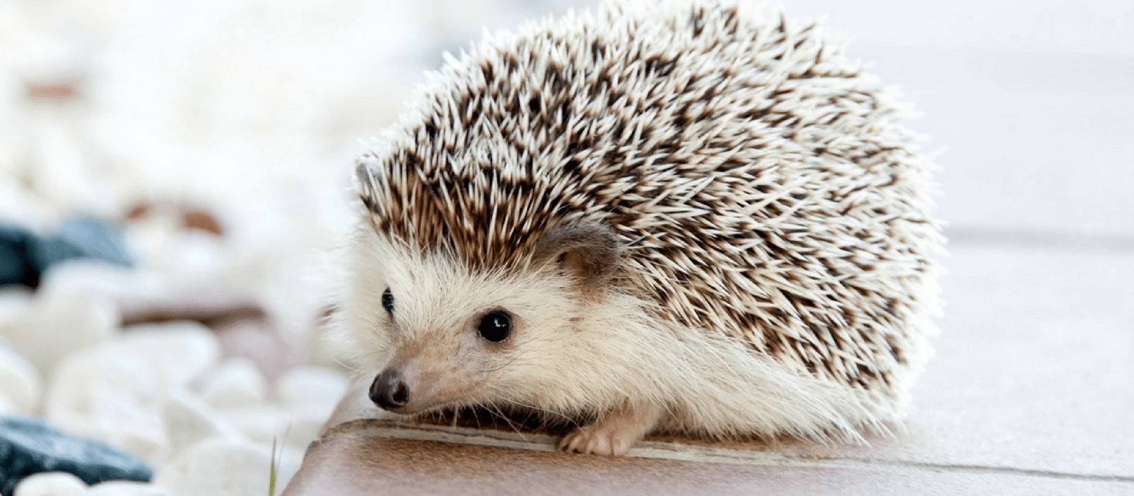 20 Gift Ideas for Hedgehog Lovers Unique Gifter