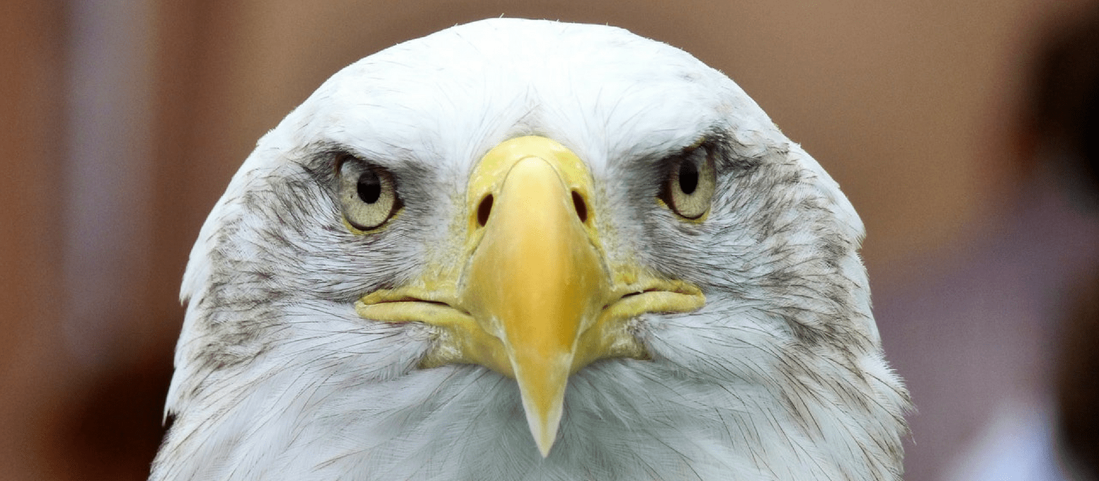 20 Gift Ideas for Eagle Lovers - Unique Gifter