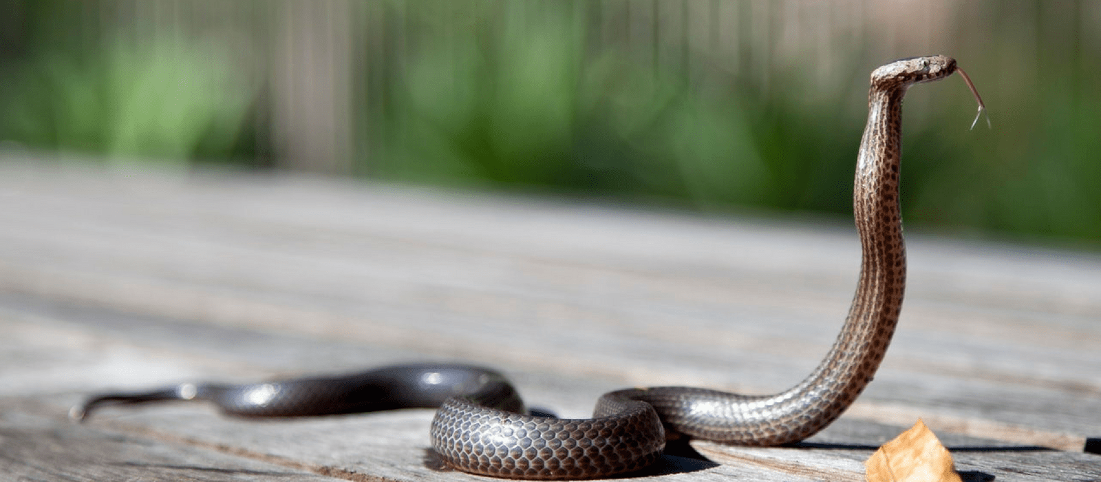 gift ideas for snake lovers