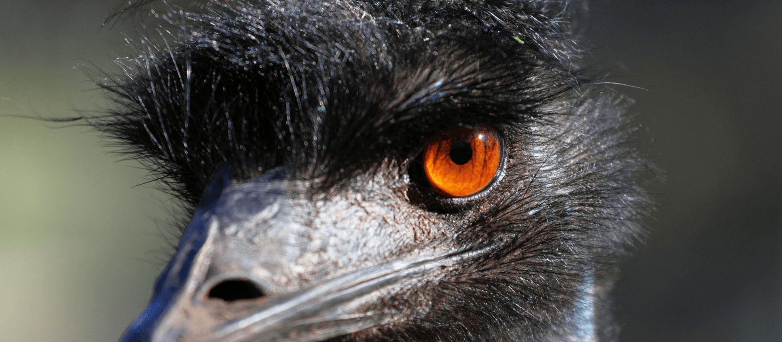 20 Gift Ideas for Emu Lovers - Unique Gifter