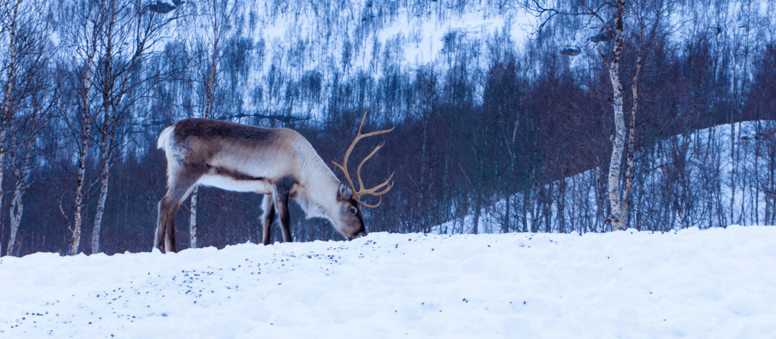 20 Gift Ideas for Reindeer Lovers - Unique Gifter