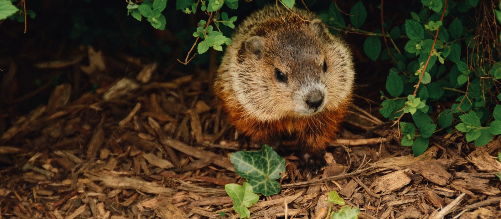 15-ways-to-celebrate-groundhog-day-unique-gifter