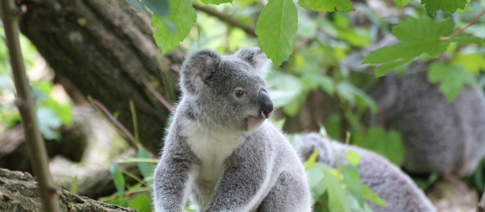 FEELMEM Funny Koala Gift Behind You All Your Memories Koala Charm Keychain Koala Lover Gift Animal Koala Gift 