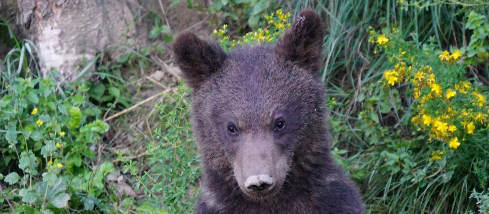 21 Best Gifts for Fans of The Bear and Cooking Lovers Everywhere