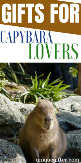 Gift Ideas For Capybara Lovers | Capybara Gifts | Capybara Lover Presents | Capybara Presents | Unique Capybara Presents | Creative Capybara Gift Ideas | #gifts #giftguide #presents #capybara #unique