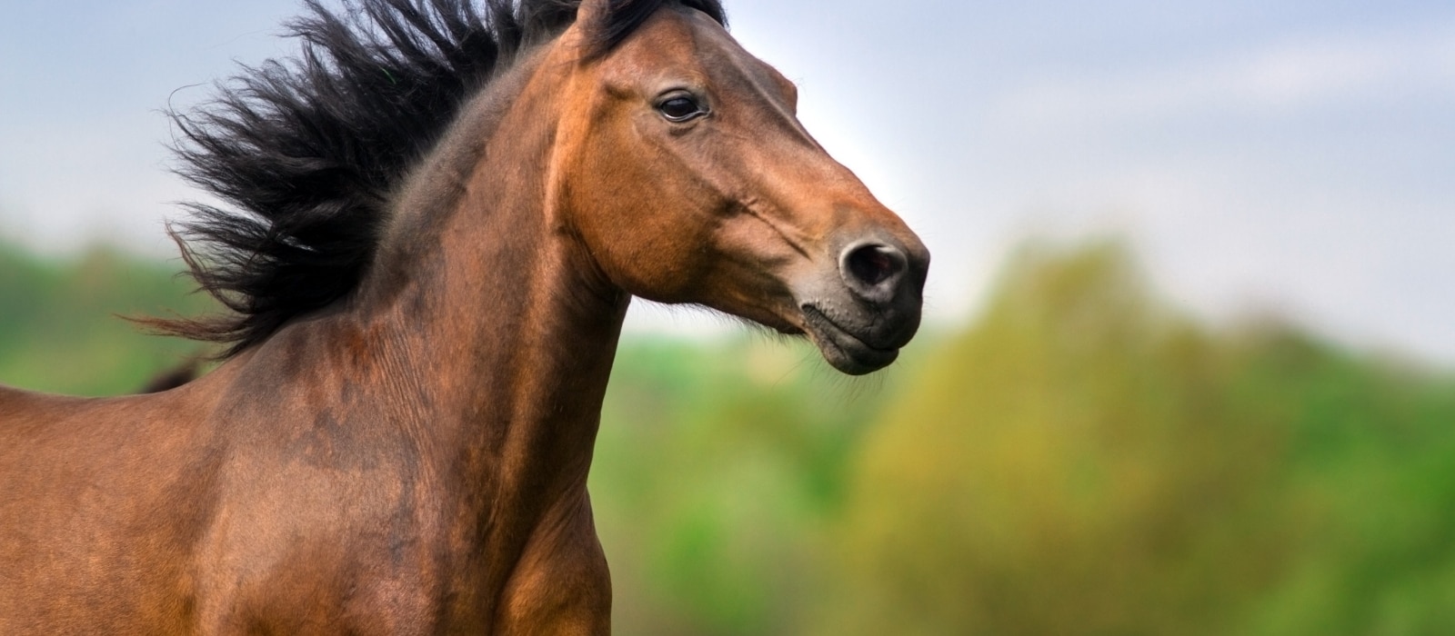 personalised gifts for horse lovers