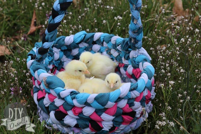 Easter basket made from various scrap cloth: blue, burgundy, light blue. With three real yellow baby chicks in it. 