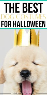 The Best Dog Costumes for Halloween | Easy Halloween Costumes | Pet Costumes | Dog Costumes | Creative Dog Costumes | Halloween For Your Dog | #halloween #holidays #dog #costume #best #uniquegifter