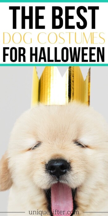 The Best Dog Costumes for Halloween | Easy Halloween Costumes | Pet Costumes | Dog Costumes | Creative Dog Costumes | Halloween For Your Dog | #halloween #holidays #dog #costume #best #uniquegifter