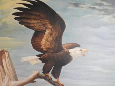 The Bald Eagle - Our National Emblem - Vintage Print by Bob Hines