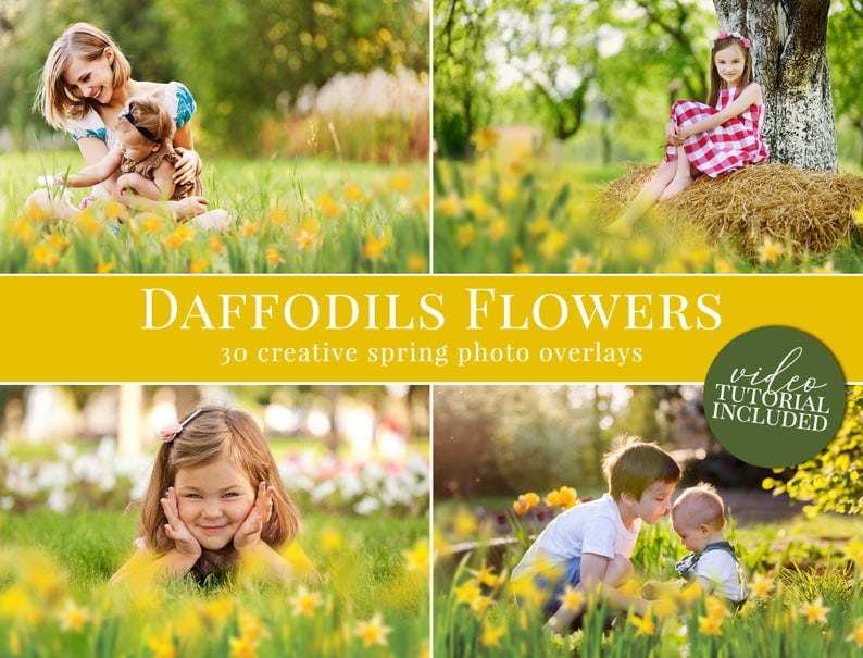 Daffodil Photo Overlays for a photographer